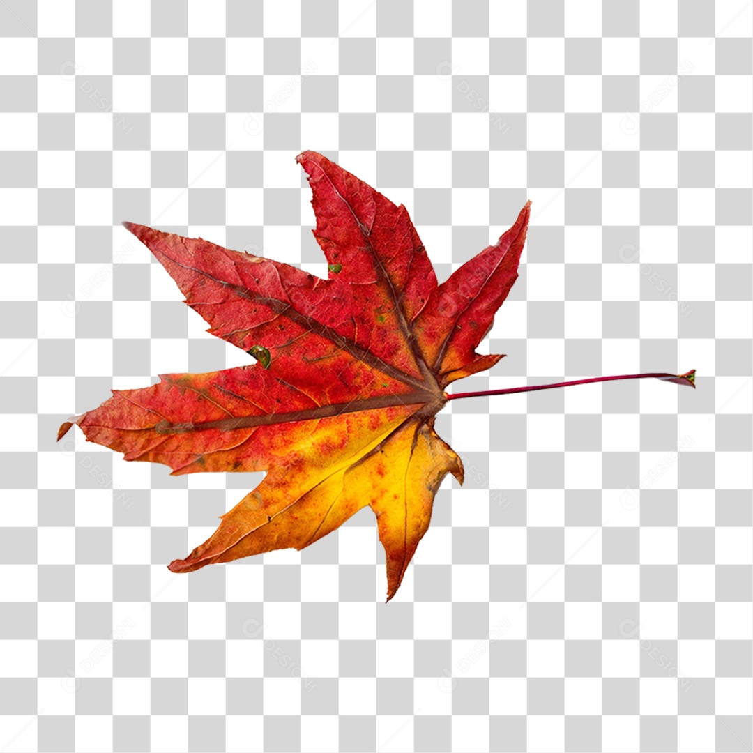 Folha Plátano Vermelha PNG Transparente