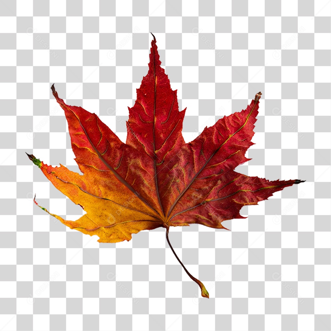 Folha Plátano Vermelha PNG Transparente