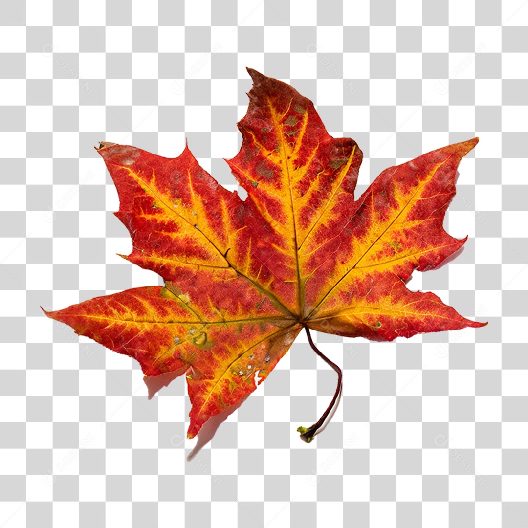 Folha Plátano Vermelha PNG Transparente