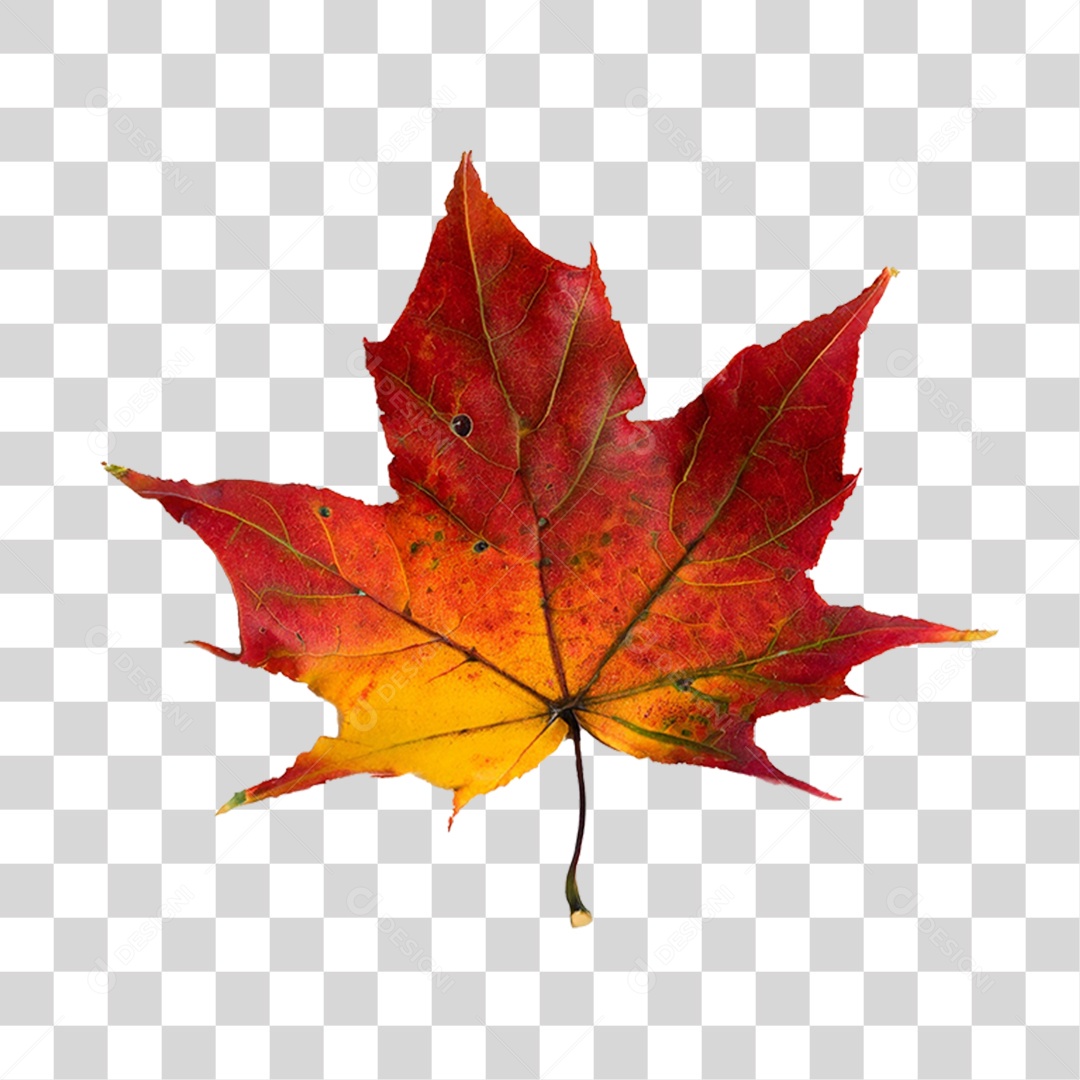 Folha Plátano Vermelha PNG Transparente