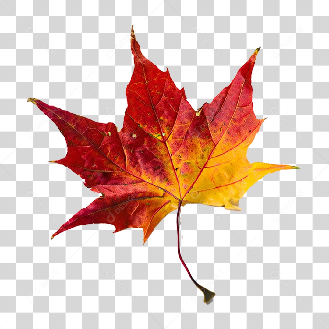 Folha Plátano Vermelha PNG Transparente