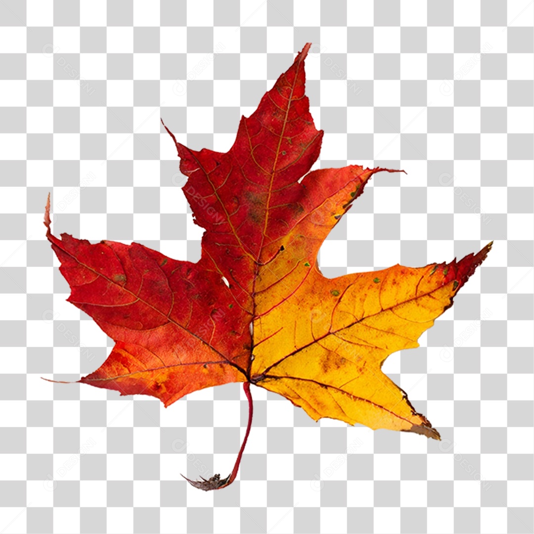 Folha Plátano Vermelha PNG Transparente