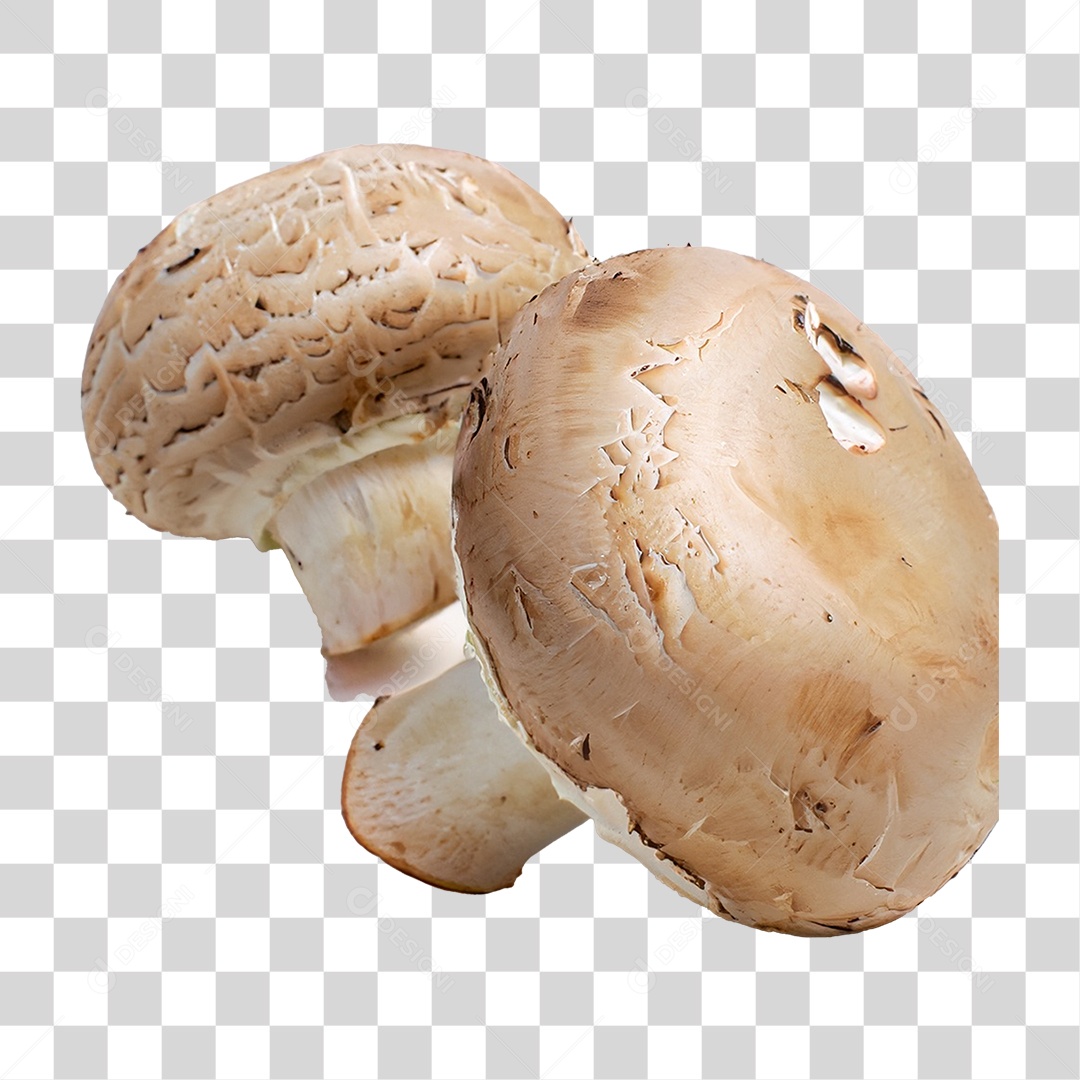 Cogumelos Brancos PNG Transparente