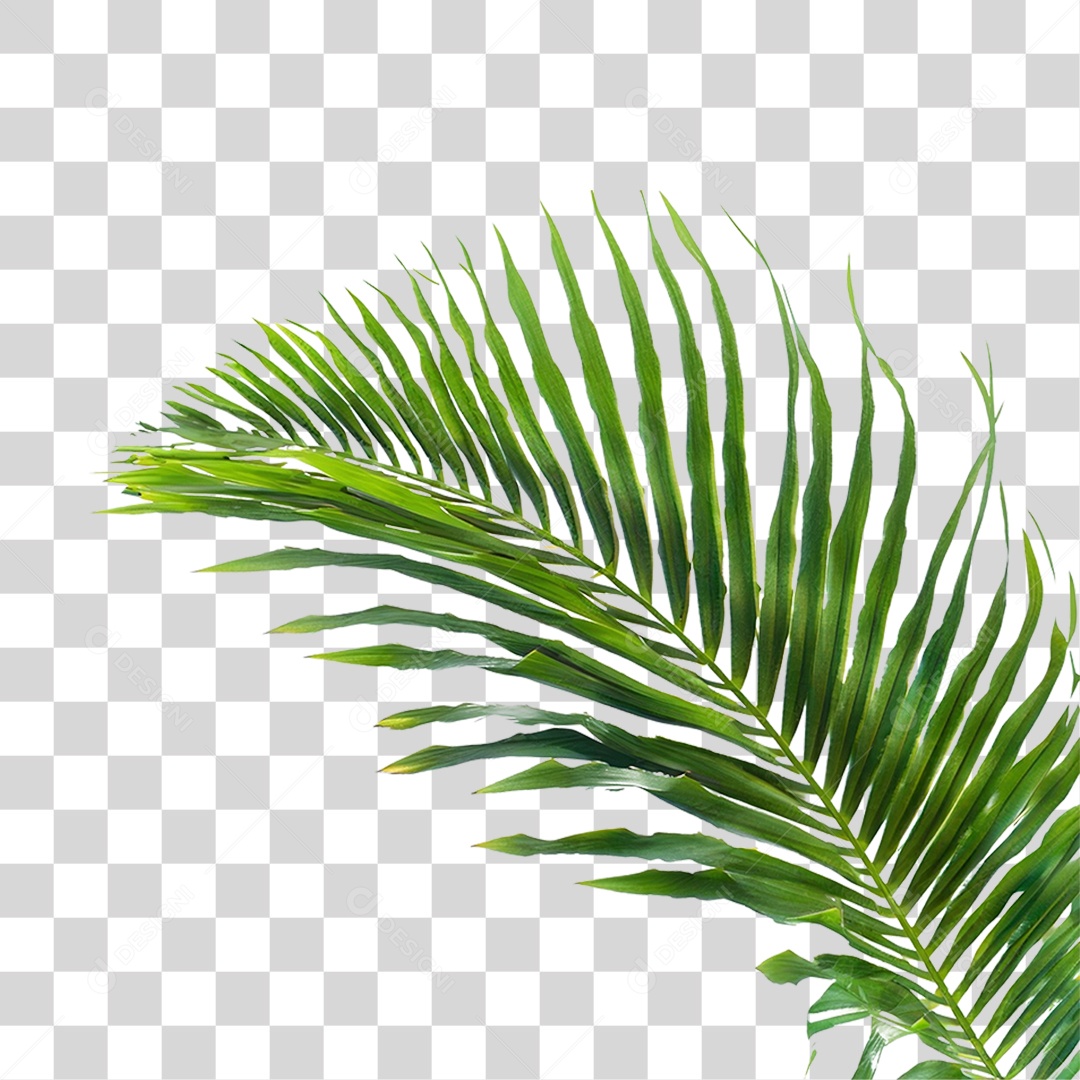 Folha de Coqueiro PNG Transparente