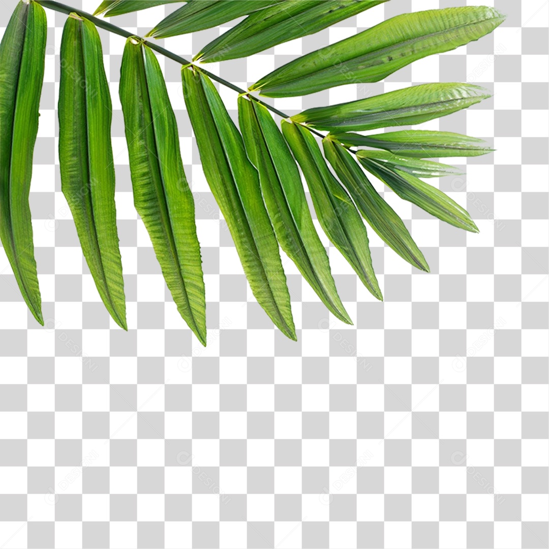 Folha de Coqueiro PNG Transparente
