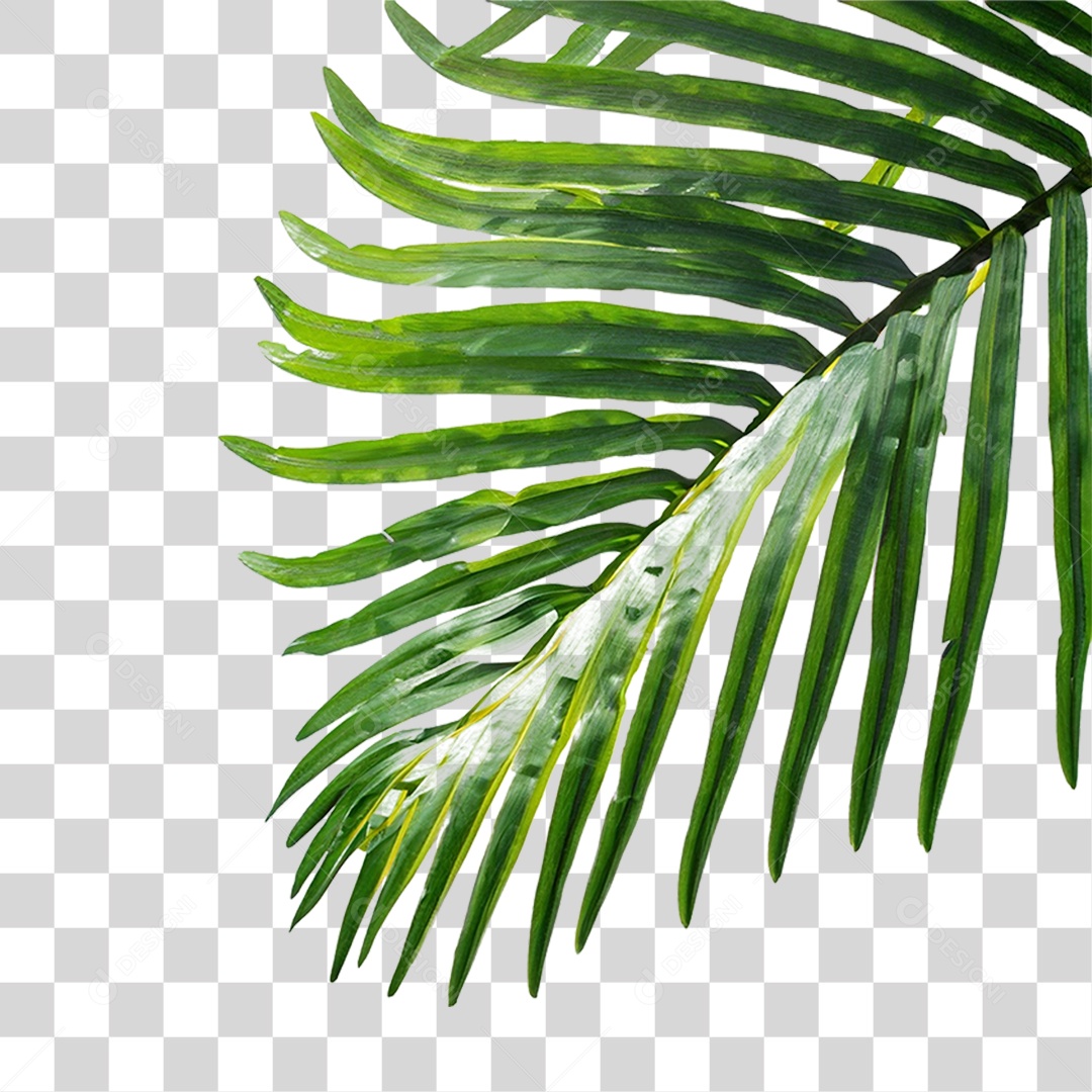 Folha de Coqueiro PNG Transparente