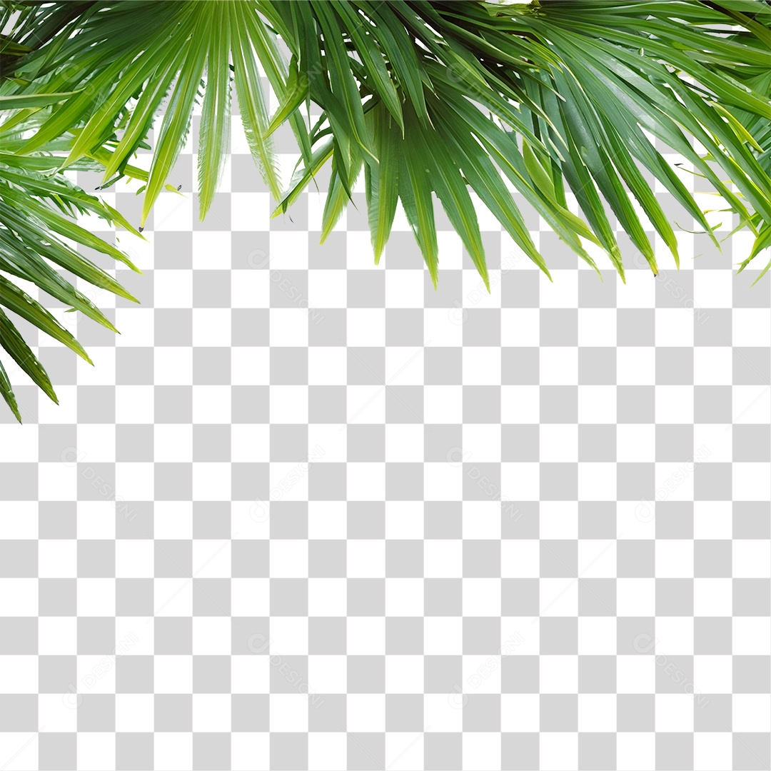 Folha de Coqueiro PNG Transparente