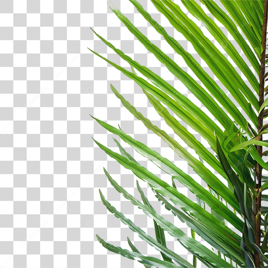 Folha de Coqueiro PNG Transparente