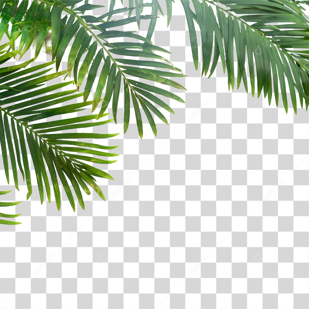 Folha de Coqueiro PNG Transparente