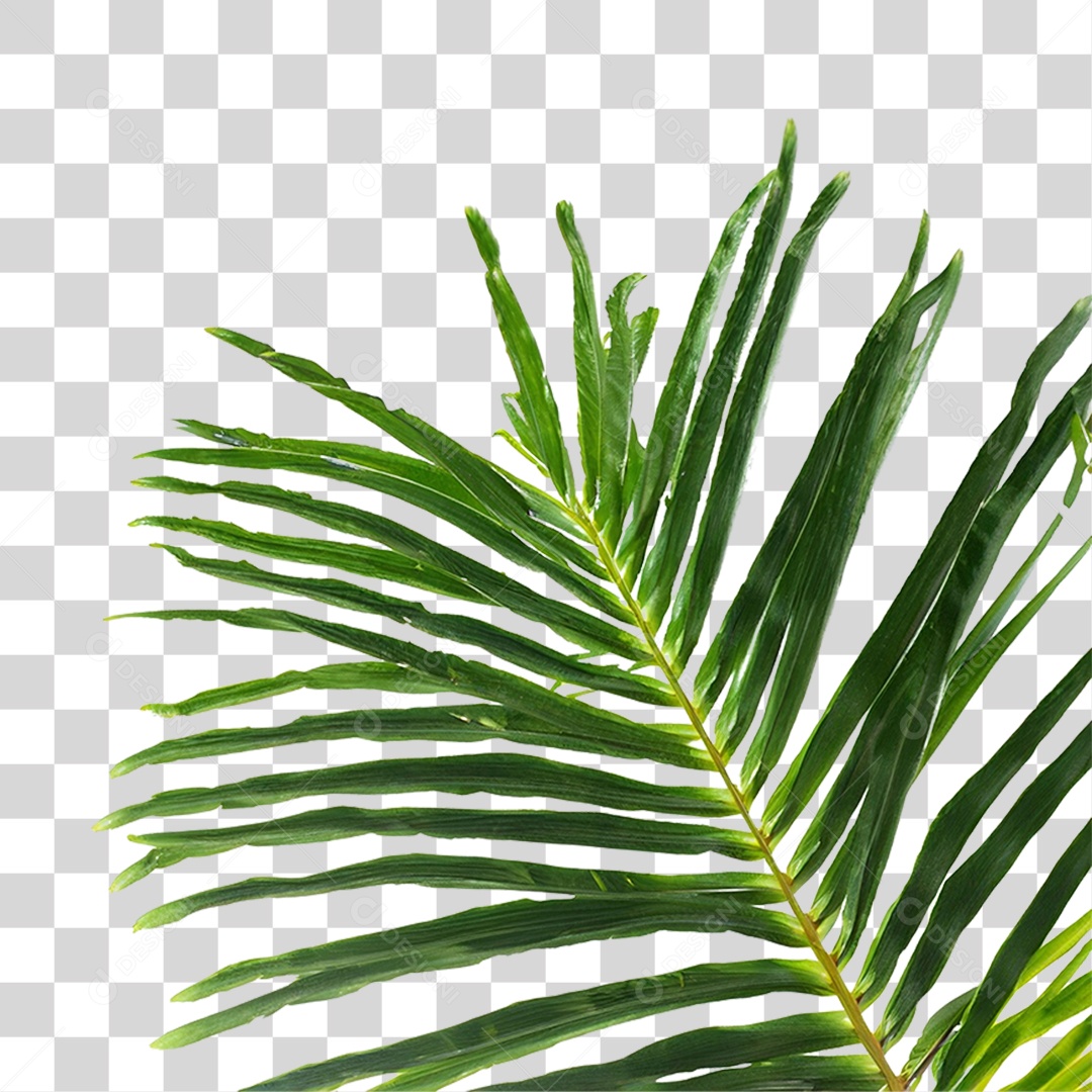 Folha de Coqueiro PNG Transparente