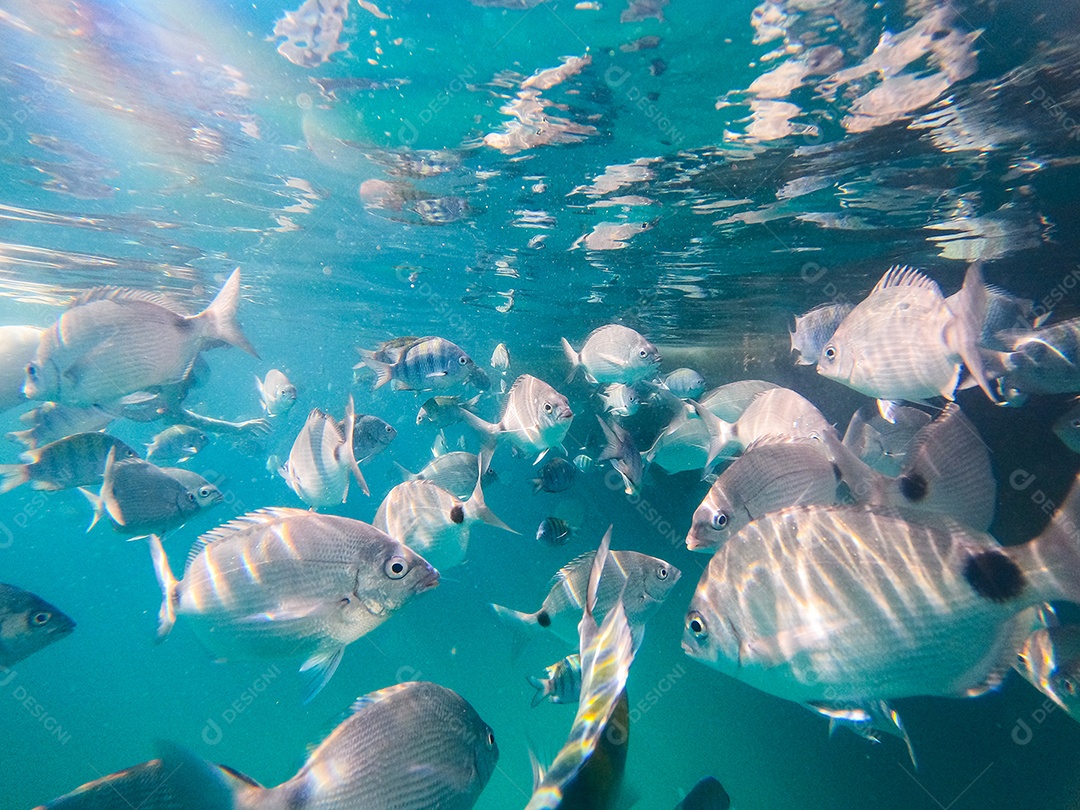 pescar na lagoa azul da Ilha Grande em Angra dos Reis no Rio de Janeiro.