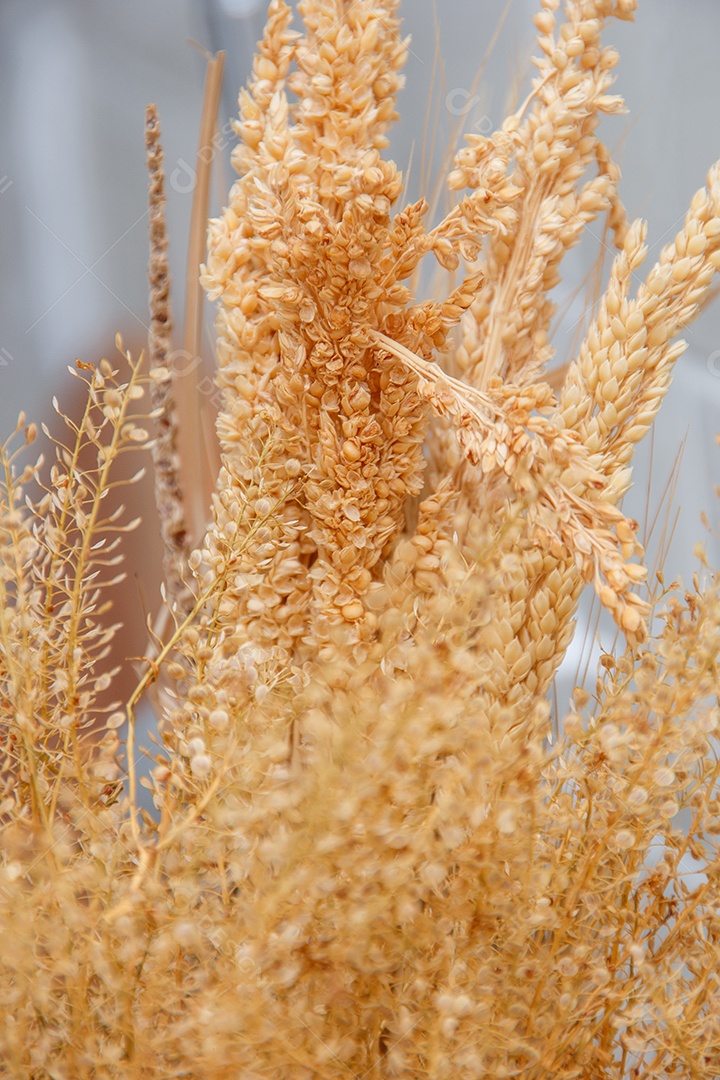 Trigo desidratado usado para decoração, sobre uma mesa branca.