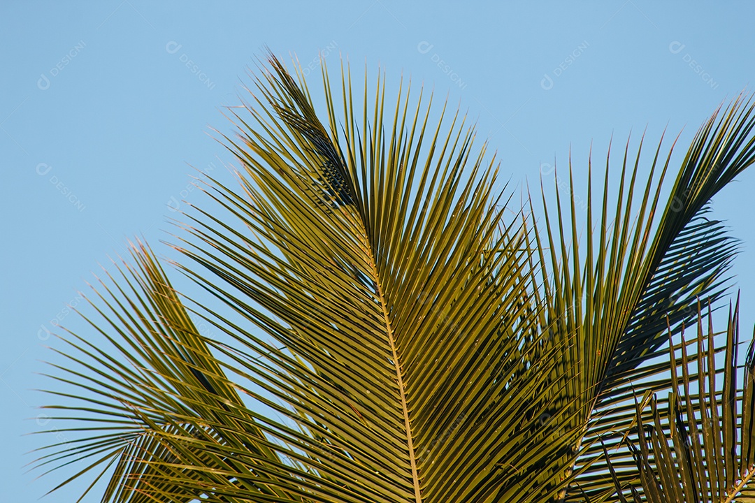 folhas de palmeira com um lindo céu azul ao fundo no Rio de Janeiro Brasil.