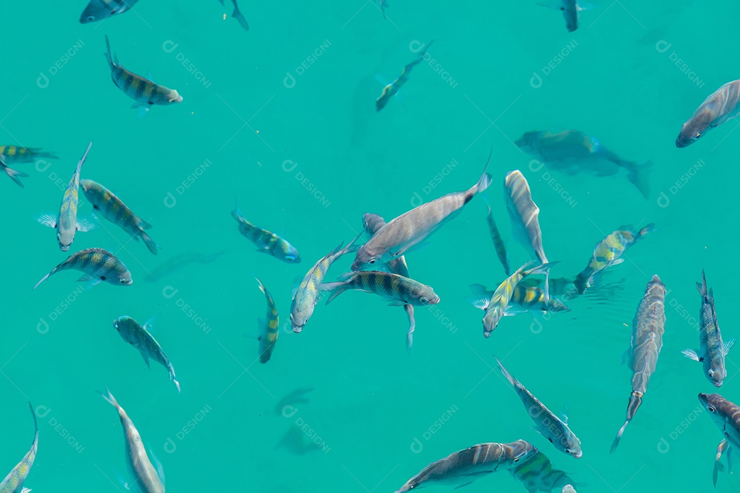 Pescar na lagoa azul da Ilha Grande em Angra dos Reis no Rio de Janeiro.