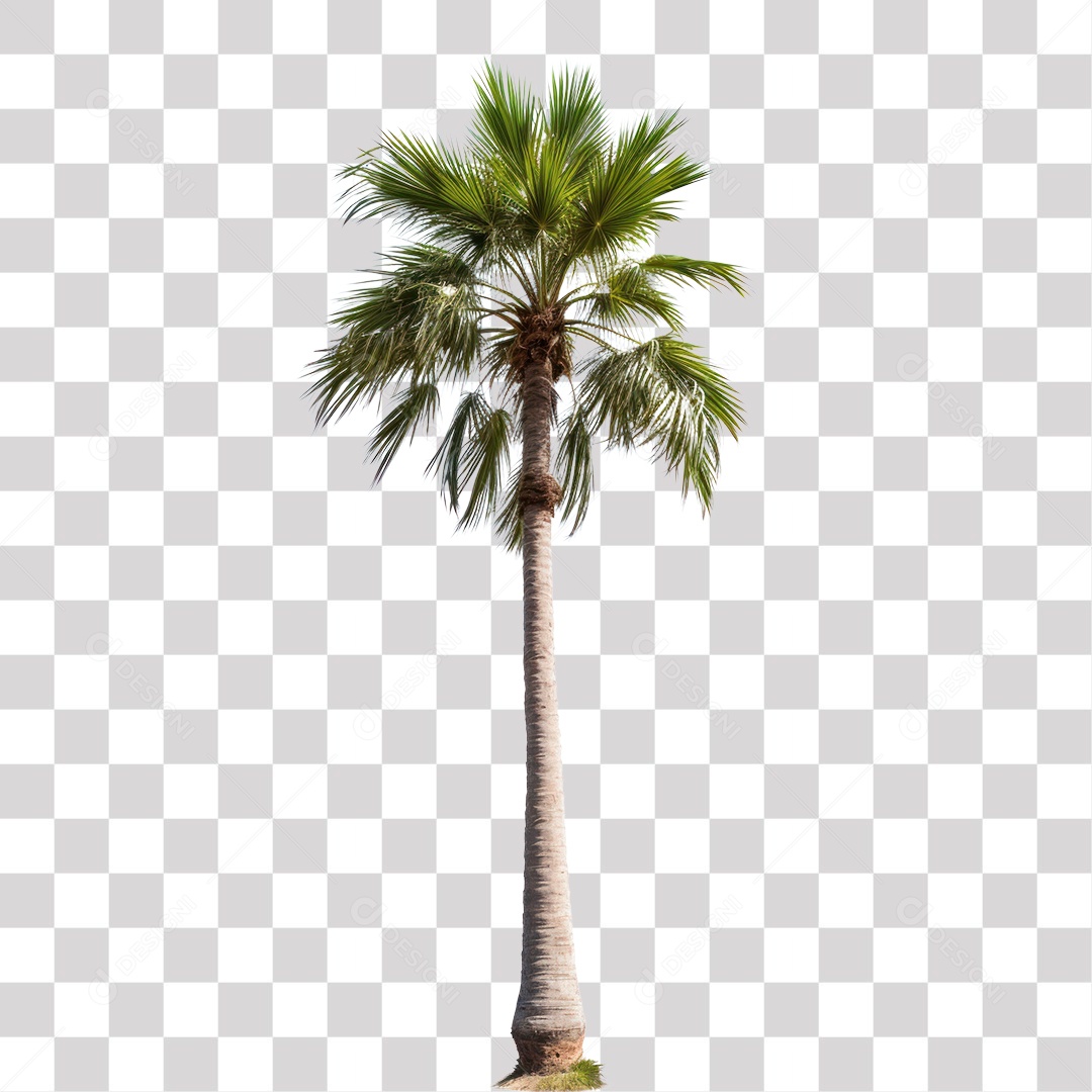 Pé de Coqueiro Fundo PNG Transparente