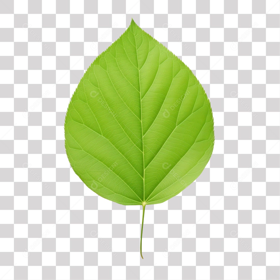 Folha Verde Fundo PNG Transparente