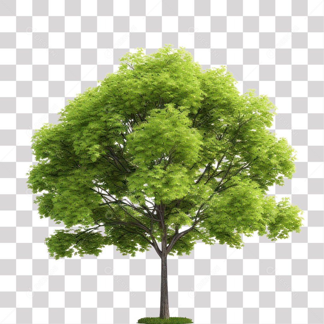 Pé De Árvore Fundo PNG Transparente