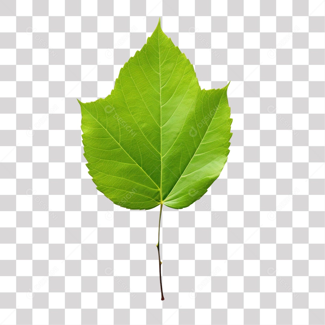 Folha Verde Fundo PNG Transparente