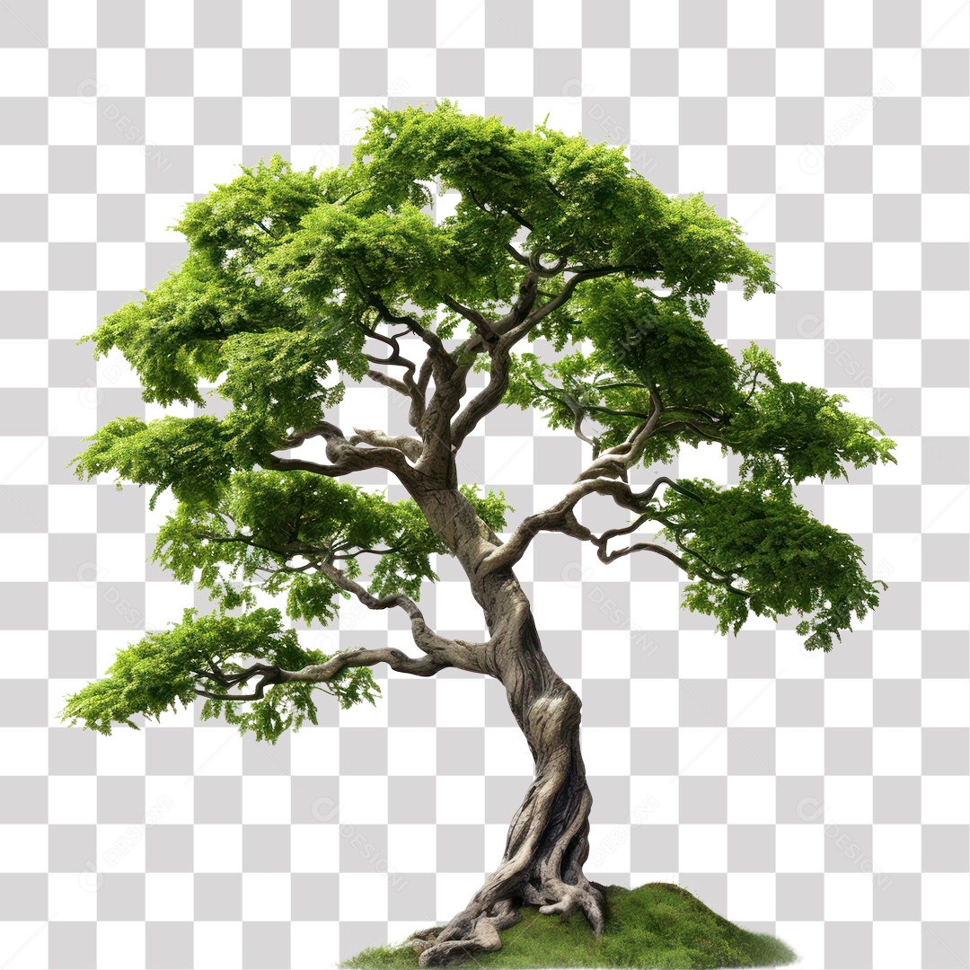Pé De Árvore Fundo PNG Transparente
