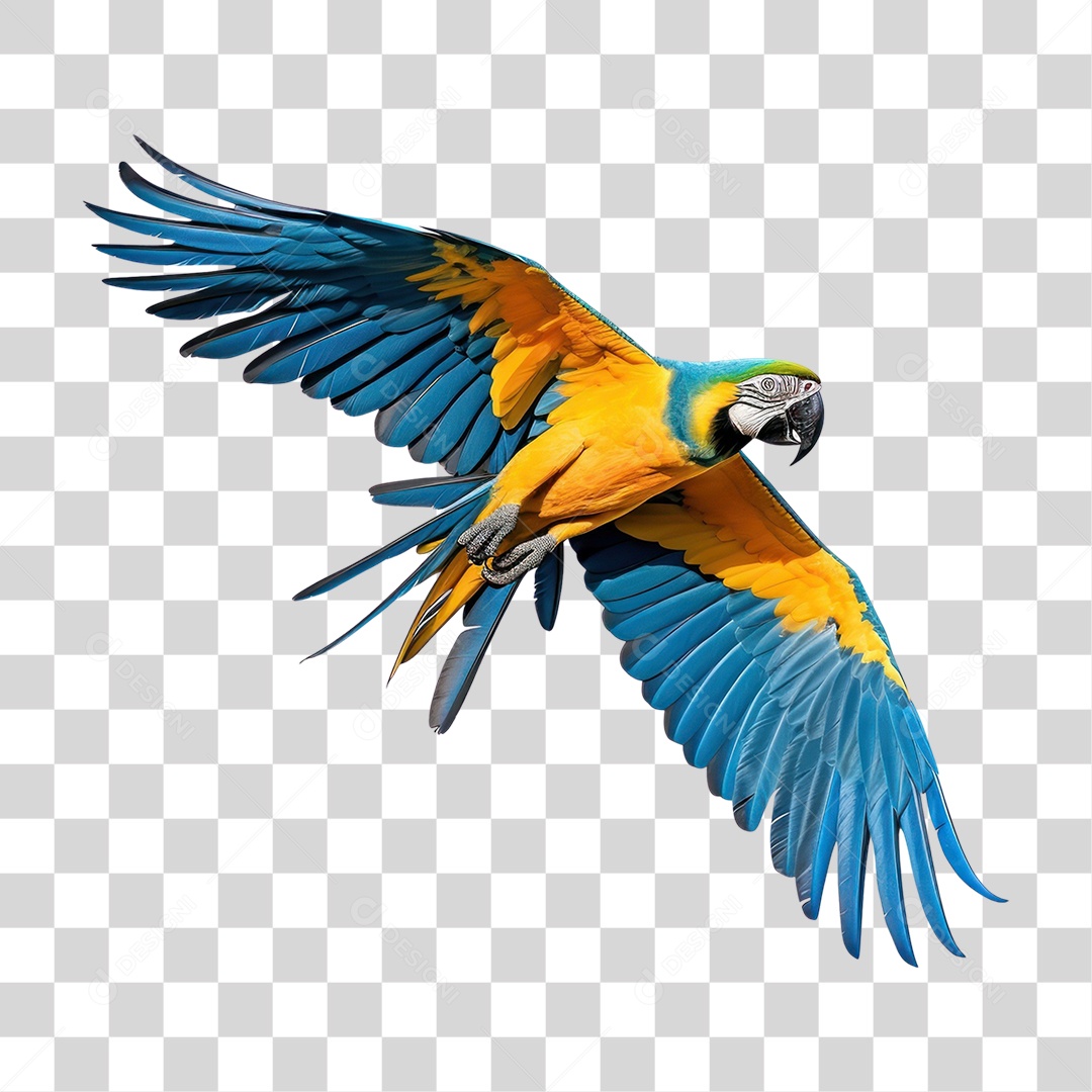 Arara Canindé Arara de Barriga Amarela Voando Fundo PNG Transparente