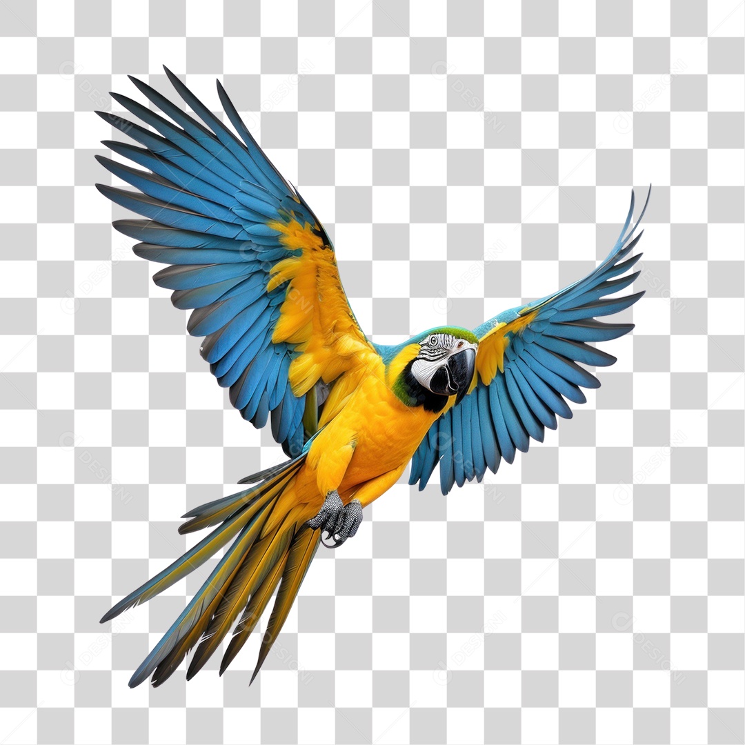 Arara Canindé Arara de Barriga Amarela Voando Fundo PNG Transparente