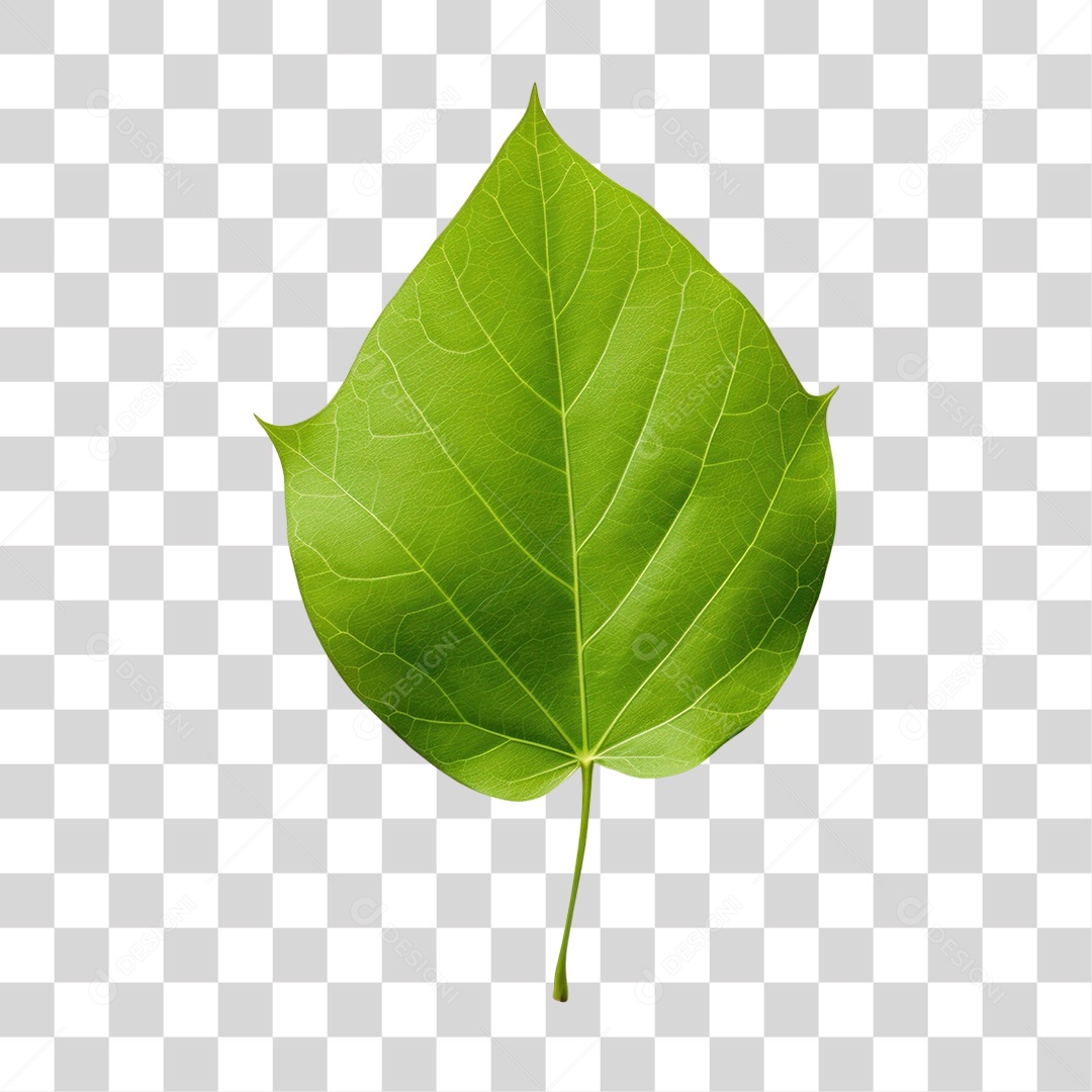 Folha Verde Fundo PNG Transparente