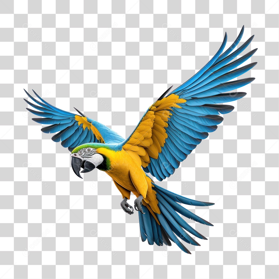 Arara Canindé Arara de Barriga Amarela Voando Fundo PNG Transparente