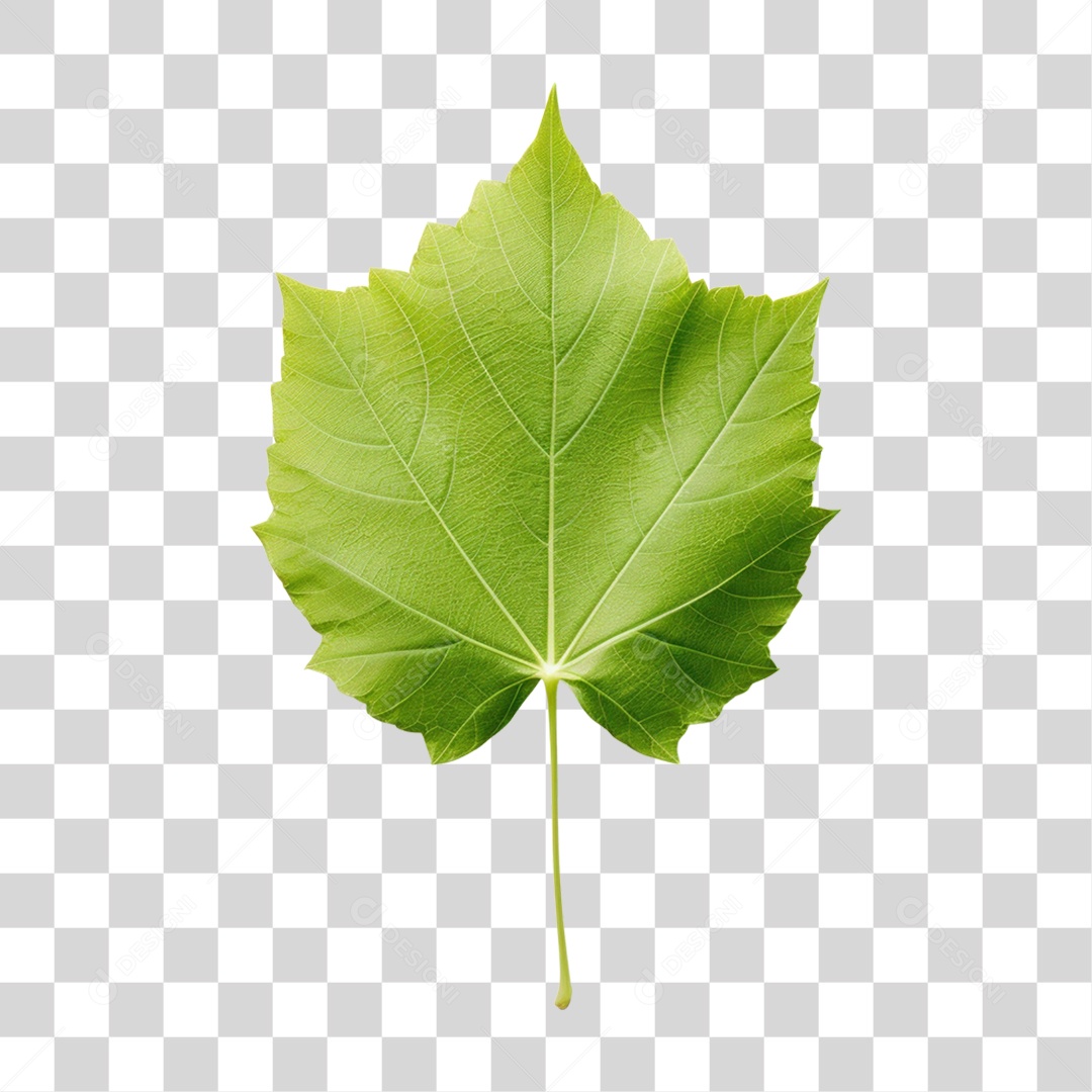 Folha De Ácer Verde Fundo PNG Transparente