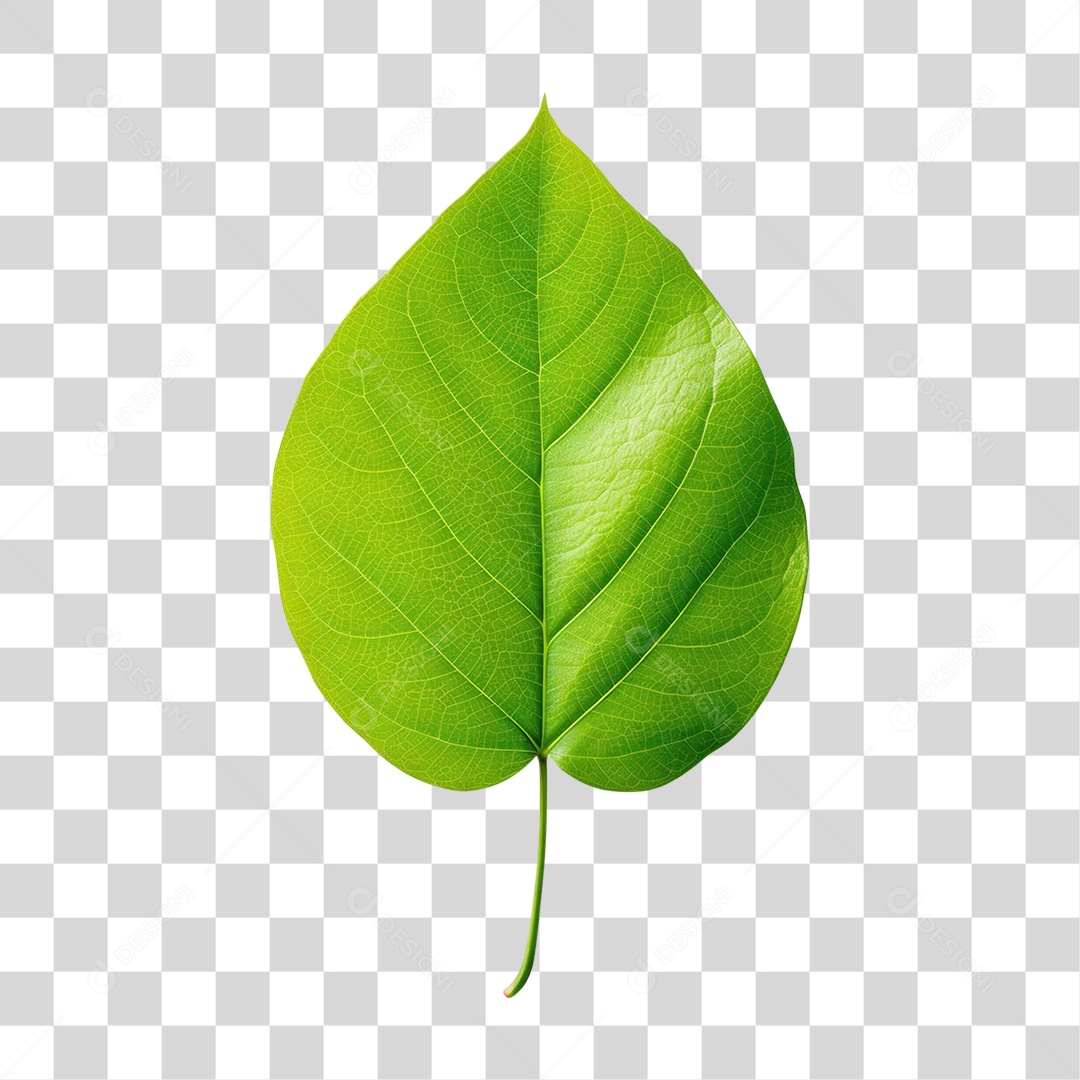 Folha Verde Fundo PNG Transparente