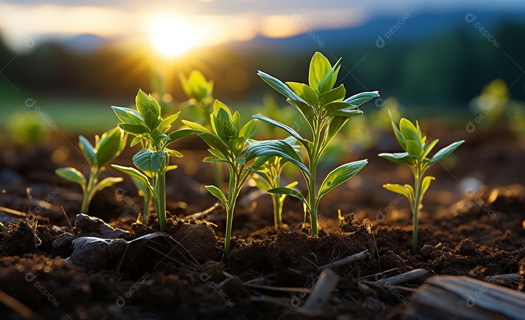 Detalhes da plantação de soja na fazenda