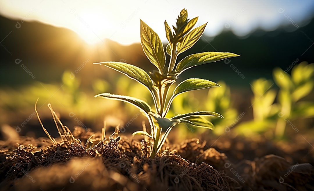 Detalhes da plantação de soja na fazenda