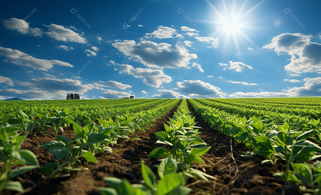 Vista de fazenda com plantação de soja