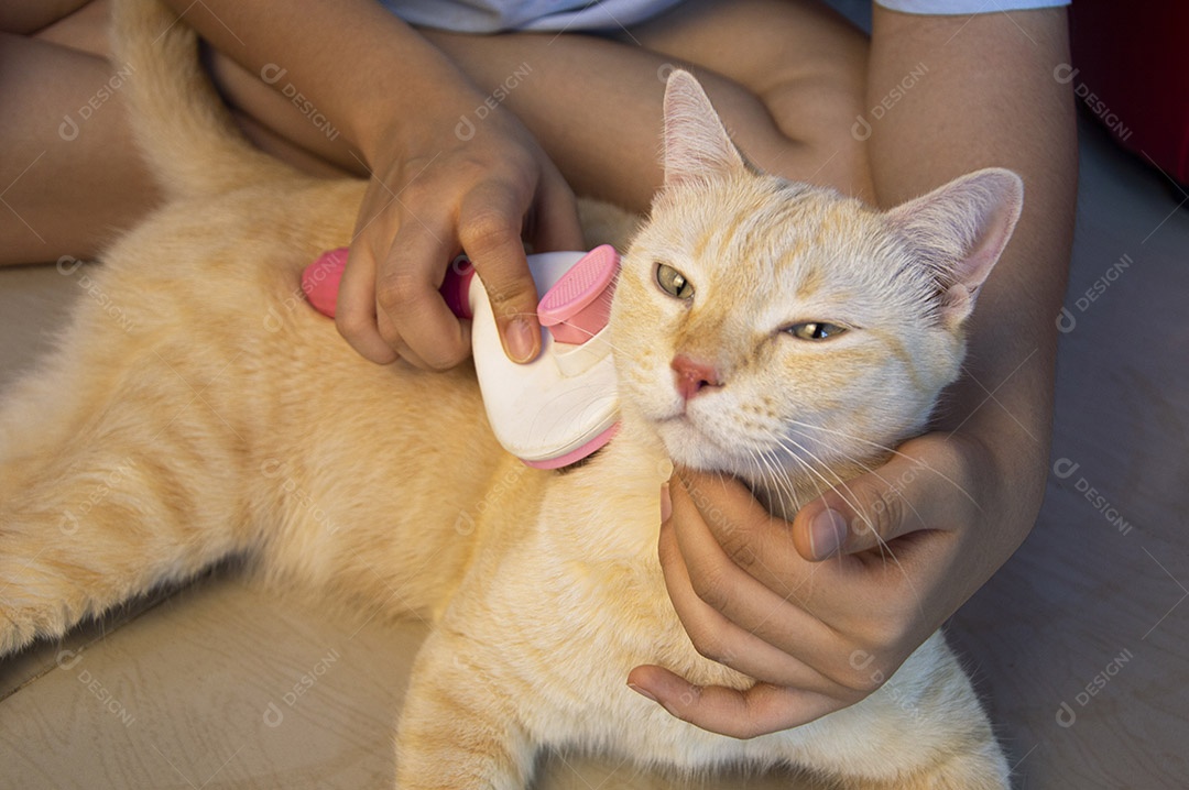 Escovando o cabelo do gato