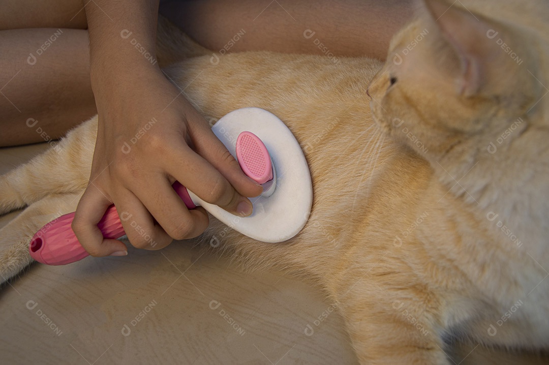Escovando o cabelo do gato