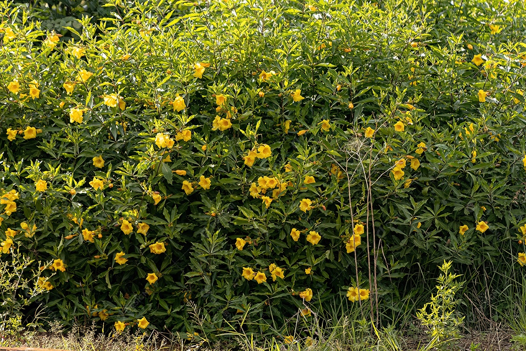 Allamanda Planta com flor do gênero Allamanda