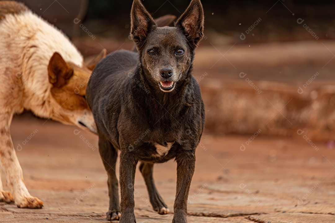 Animal mamífero cachorro abandonado na rua à tarde