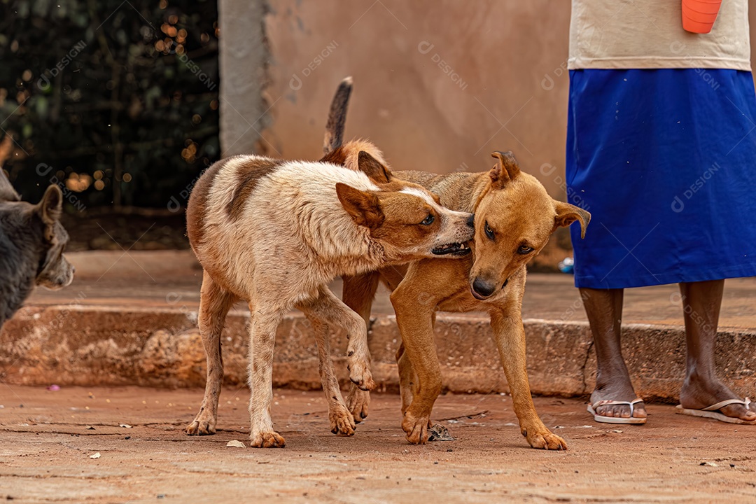 Animal mamífero cachorro abandonado na rua à tarde