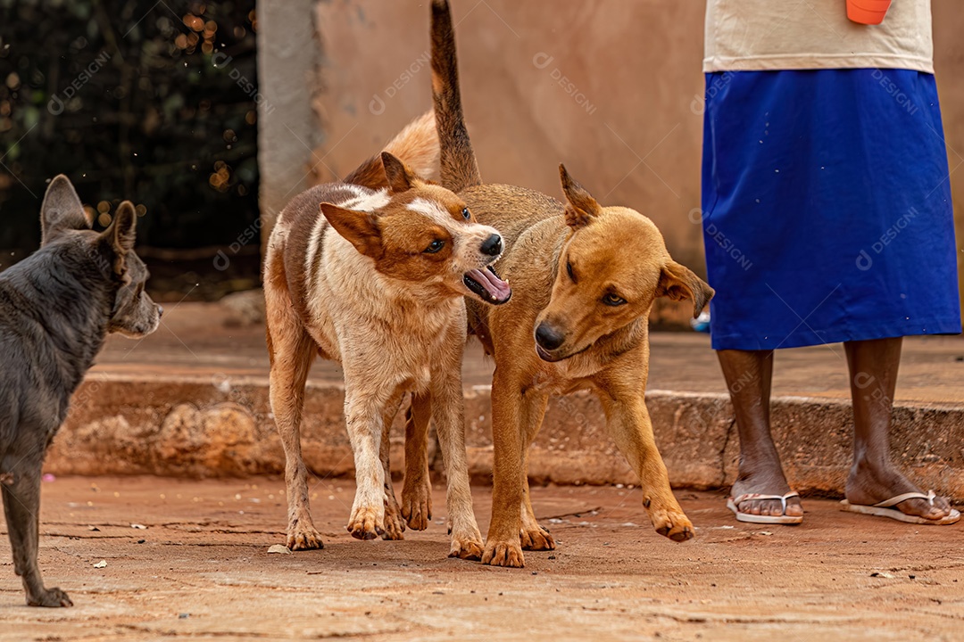 Animal mamífero cachorro abandonado na rua à tarde