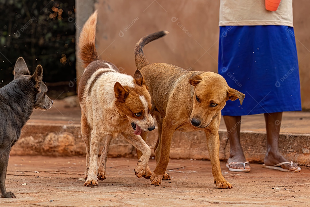 Animal mamífero cachorro abandonado na rua à tarde