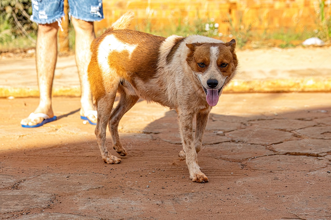 Animal mamífero cachorro abandonado na rua à tarde