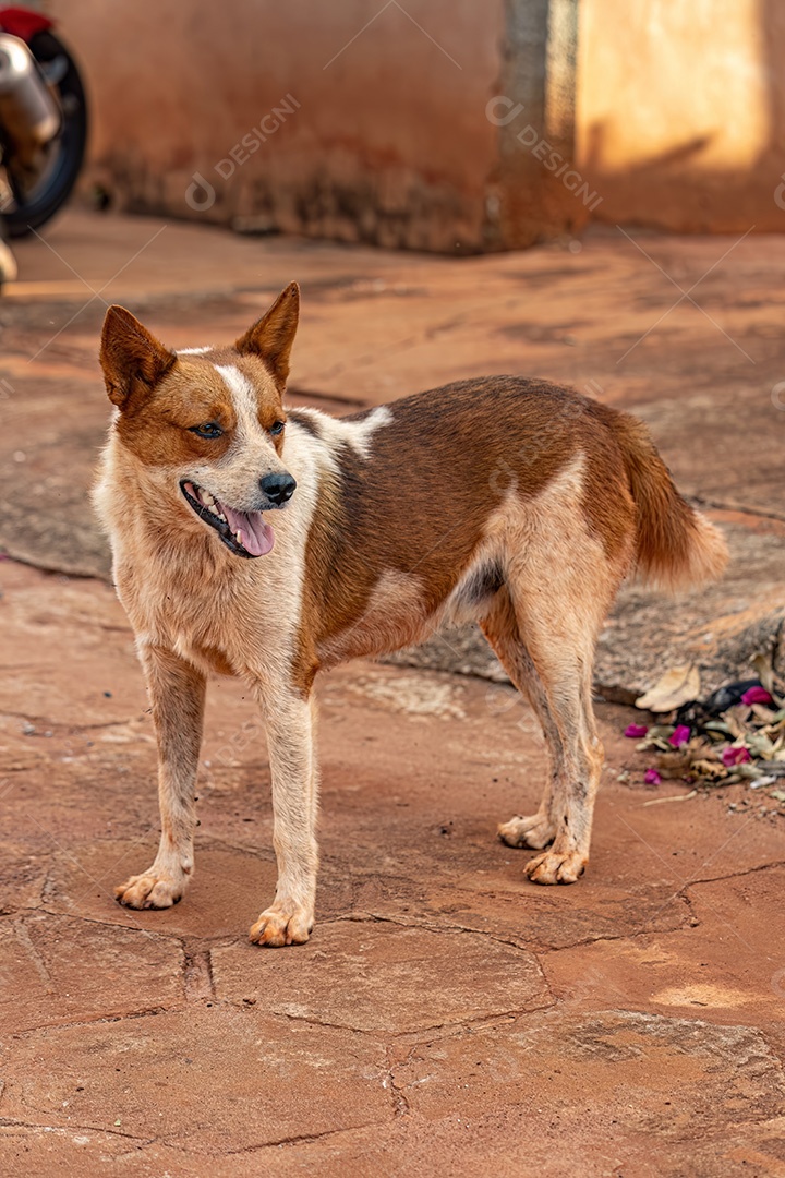 Animal mamífero cachorro abandonado na rua à tarde
