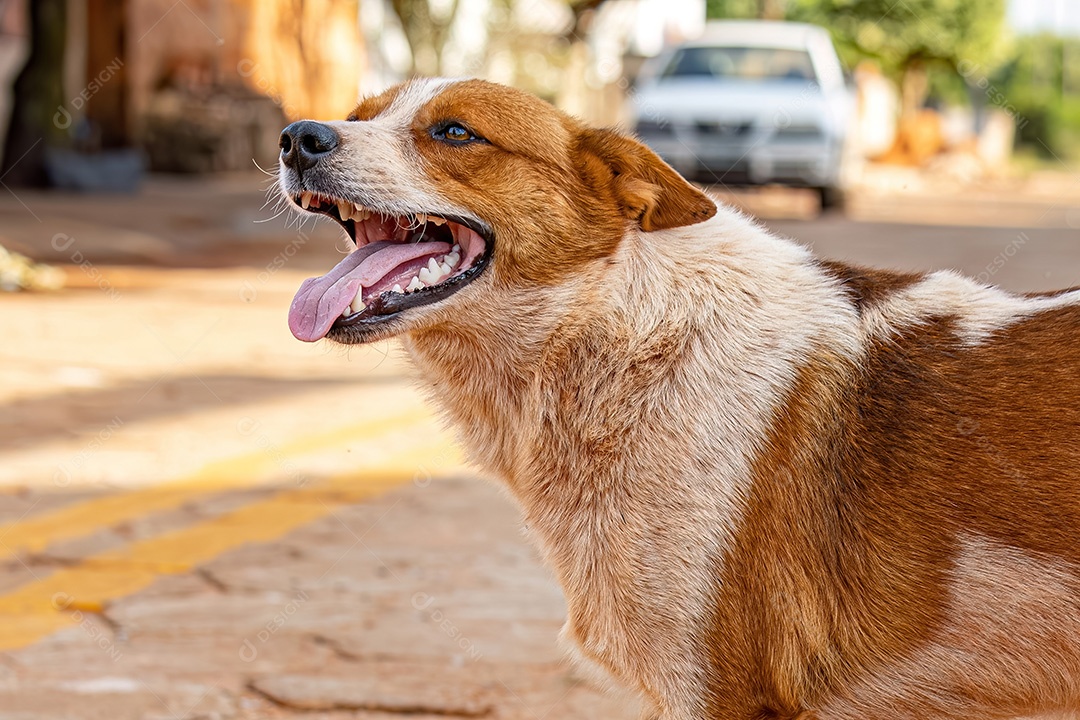 Animal mamífero cachorro abandonado na rua à tarde