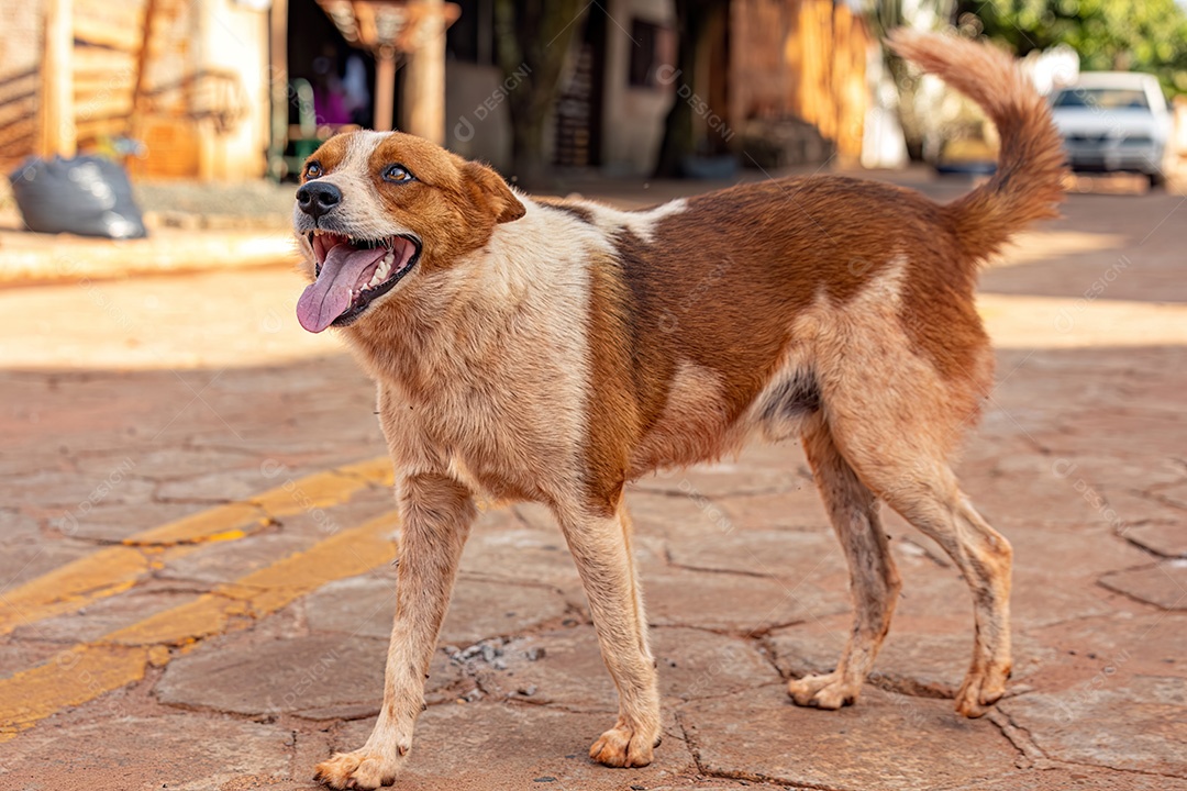 Animal mamífero cachorro abandonado na rua à tarde