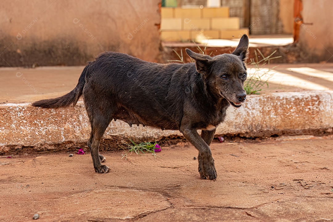 Animal mamífero cachorro abandonado na rua à tarde