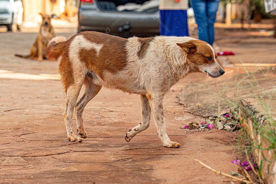 Animal mamífero cachorro abandonado na rua à tarde