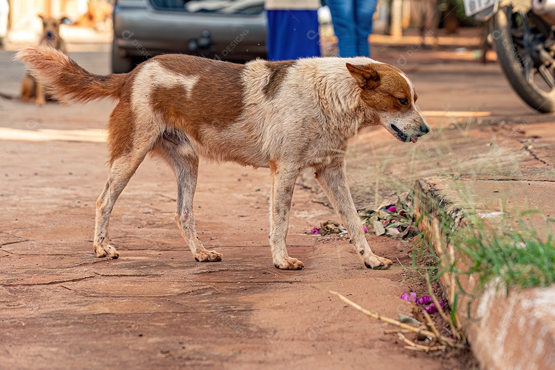 Animal mamífero cachorro abandonado na rua à tarde