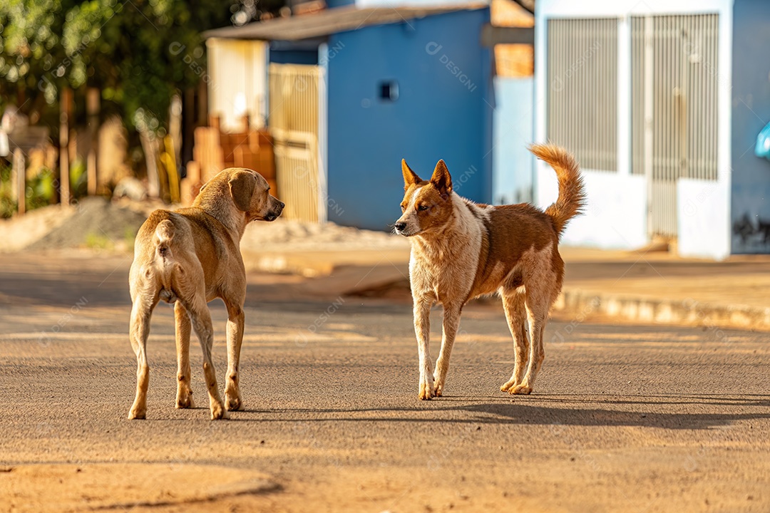 Animal mamífero cachorro abandonado na rua à tarde