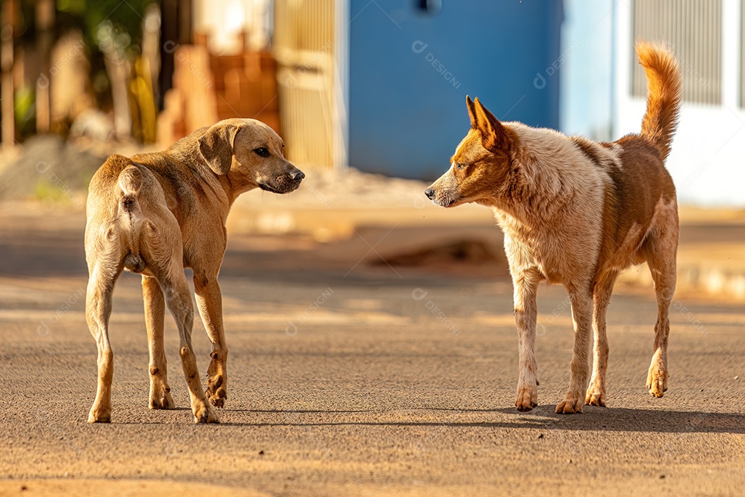 Animal mamífero cachorro abandonado na rua à tarde