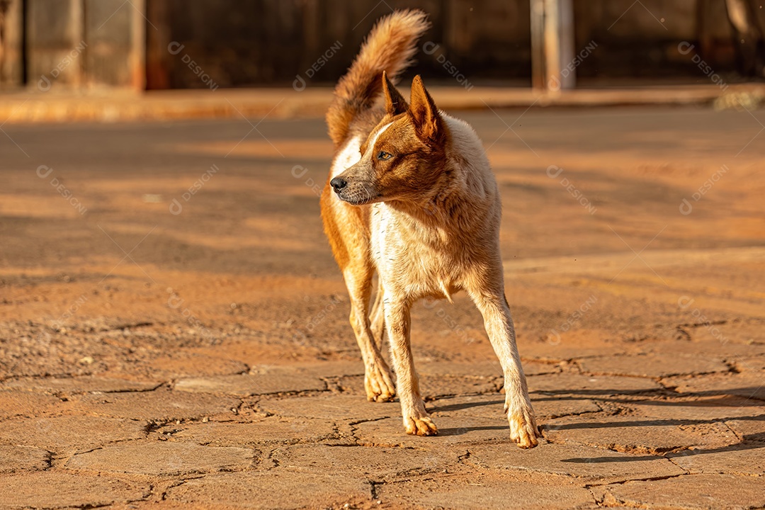 Animal mamífero cachorro abandonado na rua à tarde