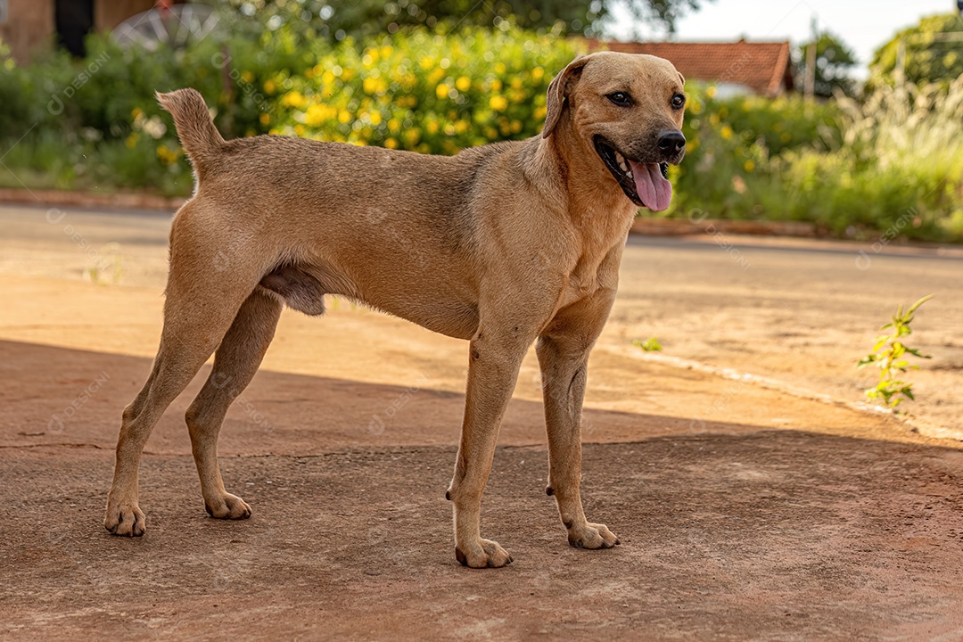 Animal mamífero cachorro abandonado na rua à tarde